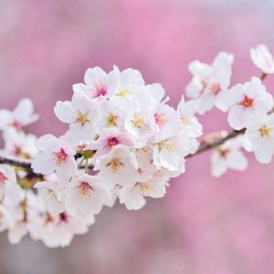 Hallo, geliebter Frühling!