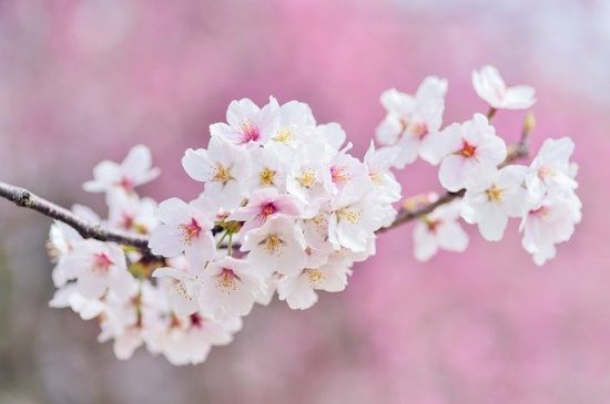 Hallo, geliebter Frühling!