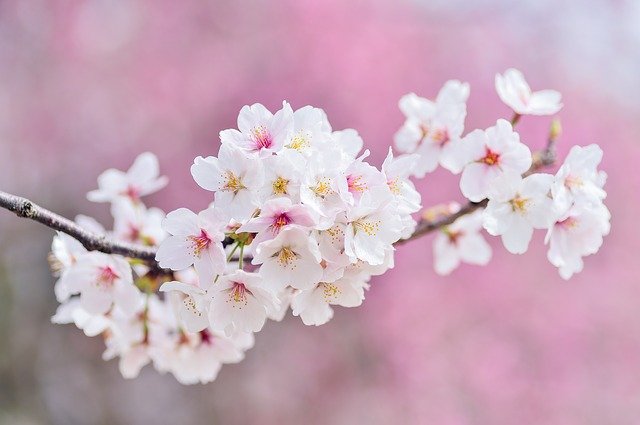 cherry-blossoms-2218781_640