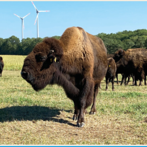 Radtour durchs Taubertal-Zwischen Bächen, Bisons und Brücken