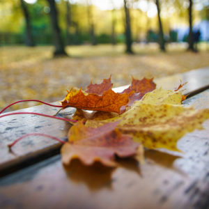 Herbstimpressionen